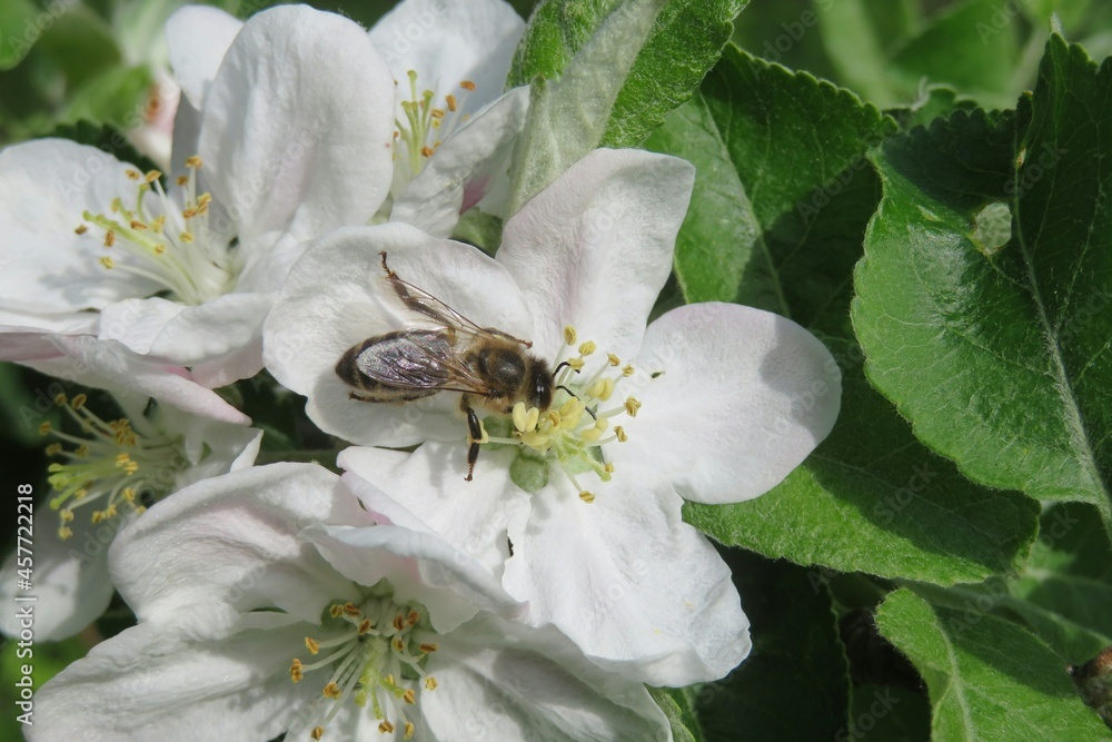 Honeybee on apple flowers in spring, closeup Honeybee on apple flowers in spring, closeup