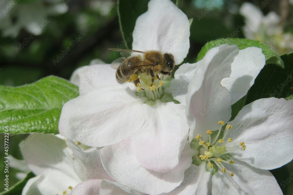 Bee on apple flowers in the garden in spring, closeup Bee on apple flowers in the garden in spring, closeup