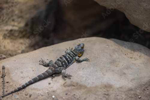 Wonderful colorful lizard is sitting on a rock and enjoy the sun. Amazing blue lizard in action. Just a beautiful Animal.