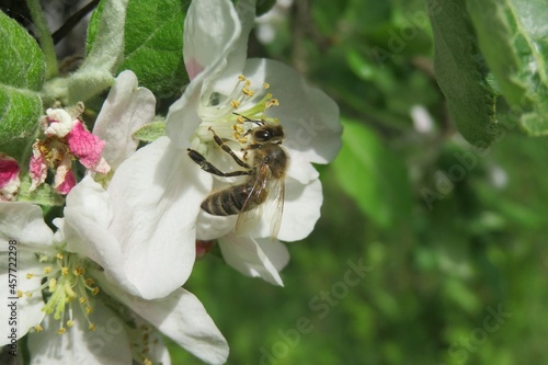 Bee on apple flower in the garden in spring, closeup