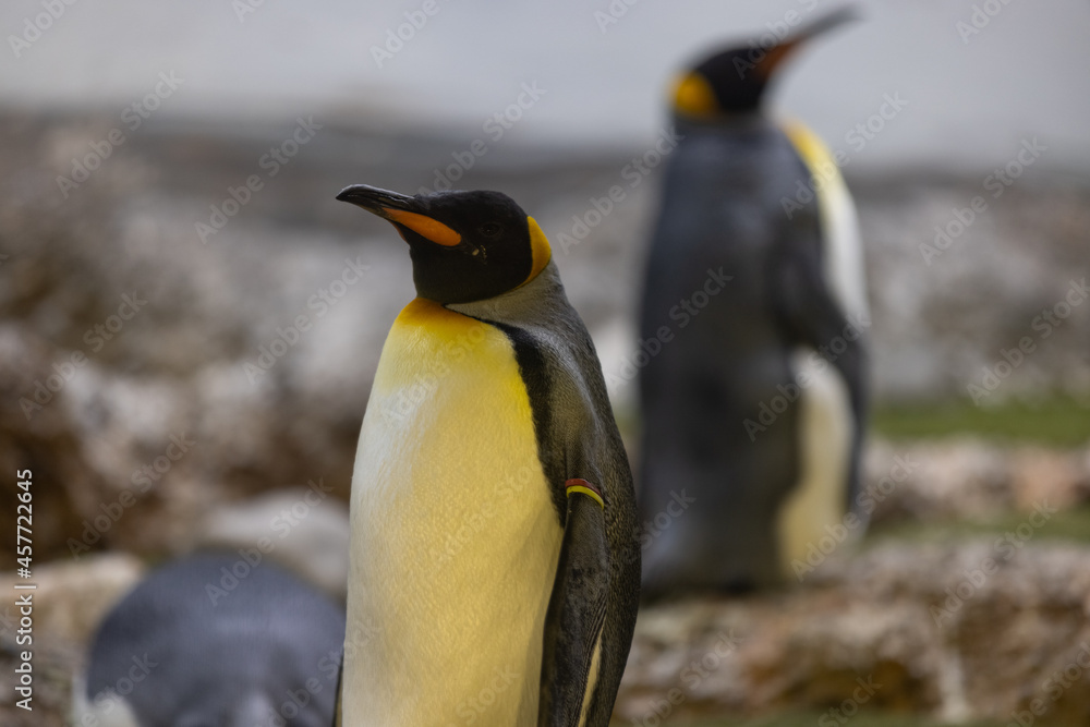 Fototapeta premium Some really cute penguins are playing together and walking through the park. A wonderful penguin-family looking to each other and search some food.