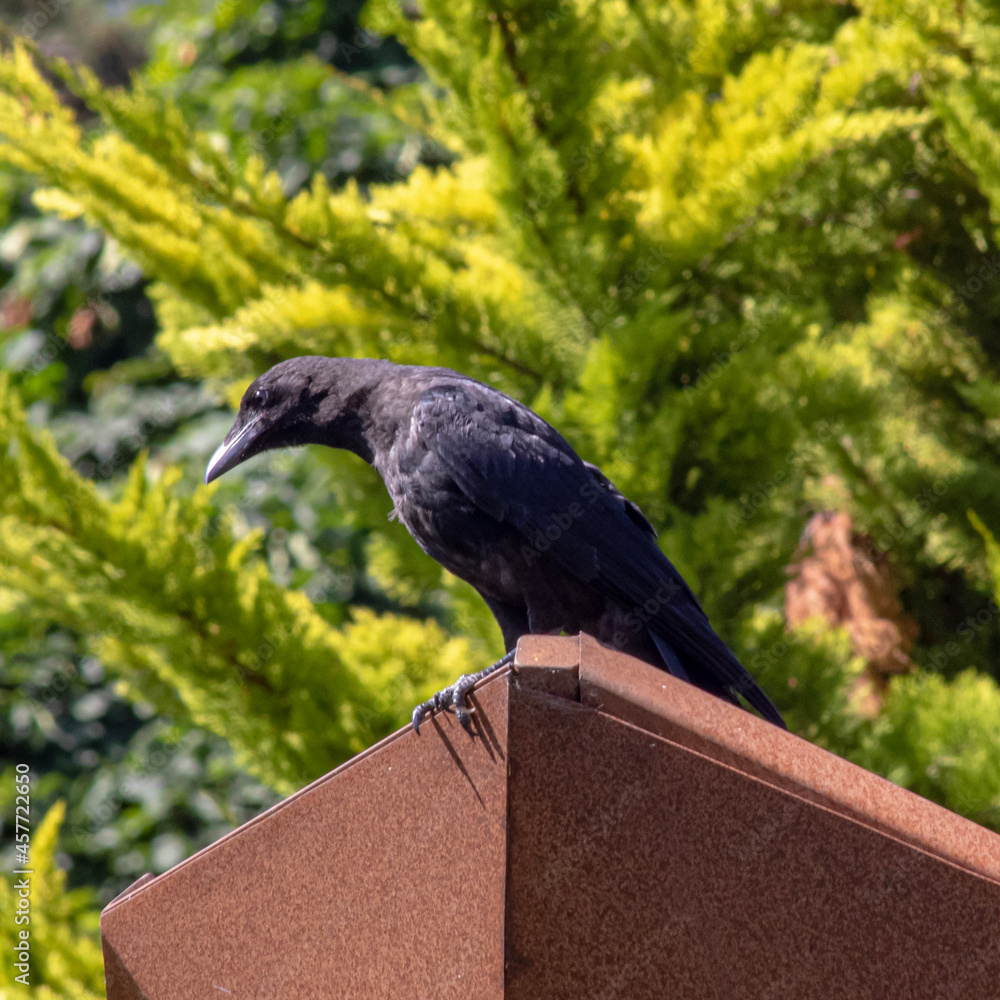 Obraz premium raven on the stone