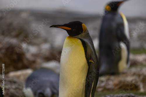 Some really cute penguins are playing together and walking through the park. A wonderful penguin-family looking to each other and search some food.