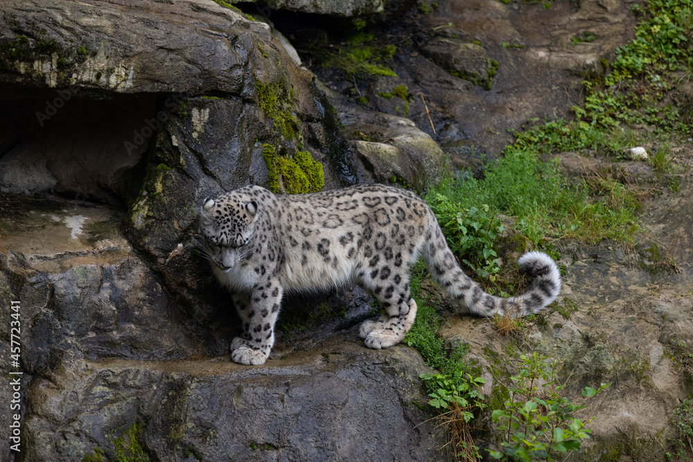 Obraz premium Wonderful snow leopard is relaxing on the rock and looking for food. A majestic animal with an amazing fur. Beautiful day with the snow leopards.