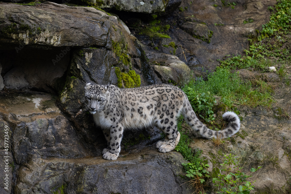 Wonderful snow leopard is relaxing on the rock and looking for food. A majestic animal with an amazing fur. Beautiful day with the snow leopards. Wonderful snow leopard is relaxing on the rock and looking for food. A majestic animal with an amazing fur. Beautiful day with the snow leopards.