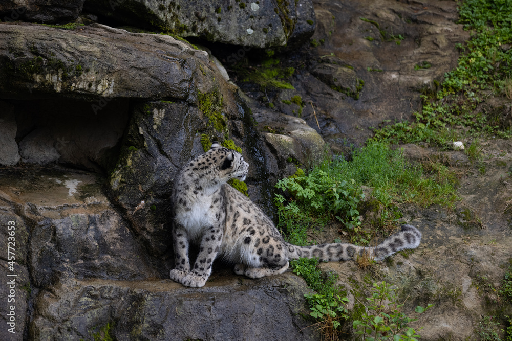 Wonderful snow leopard is relaxing on the rock and looking for food. A majestic animal with an amazing fur. Beautiful day with the snow leopards. Wonderful snow leopard is relaxing on the rock and looking for food. A majestic animal with an amazing fur. Beautiful day with the snow leopards.