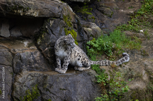 Wonderful snow leopard is relaxing on the rock and looking for food. A majestic animal with an amazing fur. Beautiful day with the snow leopards.