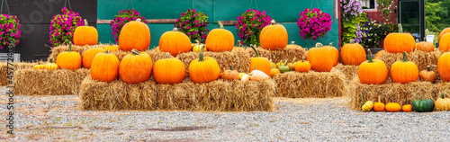 Panorama of autumn orange pumpkins. Preparing for Halloween. Harvested pumpkins are stacked on hay for sale