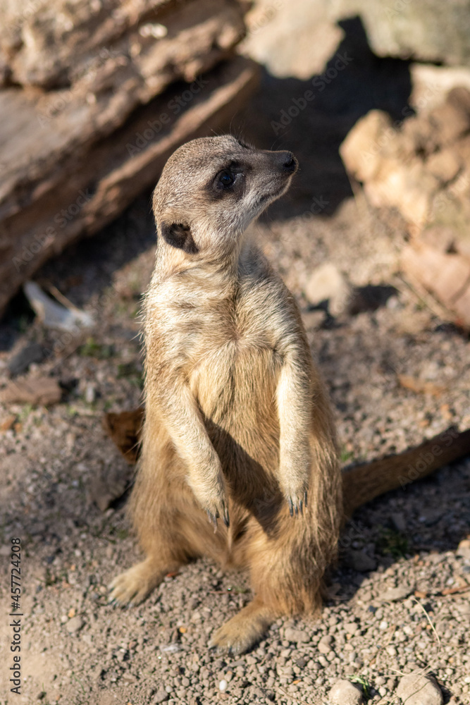 Fototapeta premium meerkat on guard