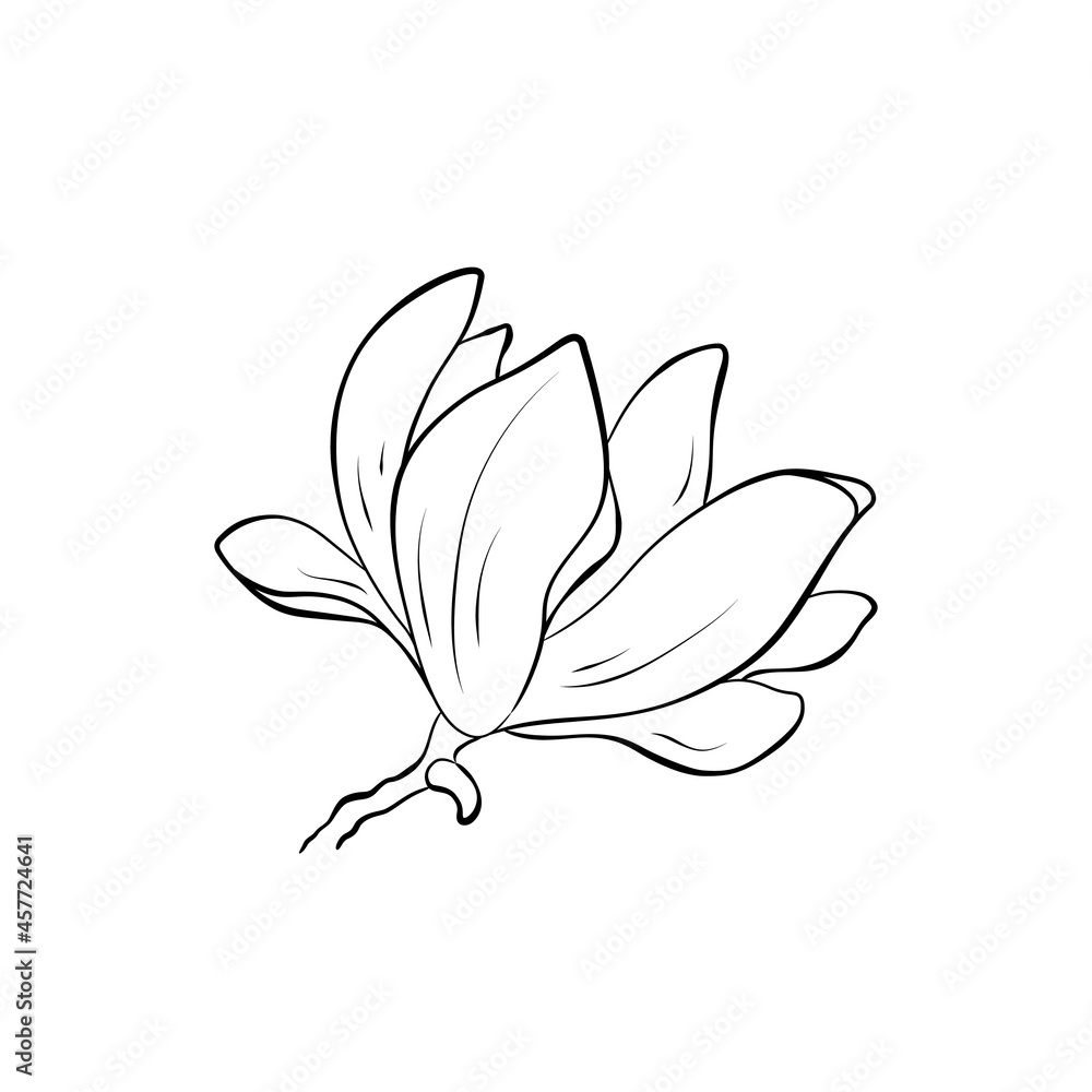 magnolia flower image. hand drawn flourish illustration. vector floral element for greeting and invitation design
