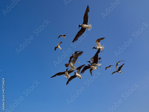 Sea gulls flying in the beautiful blue sky