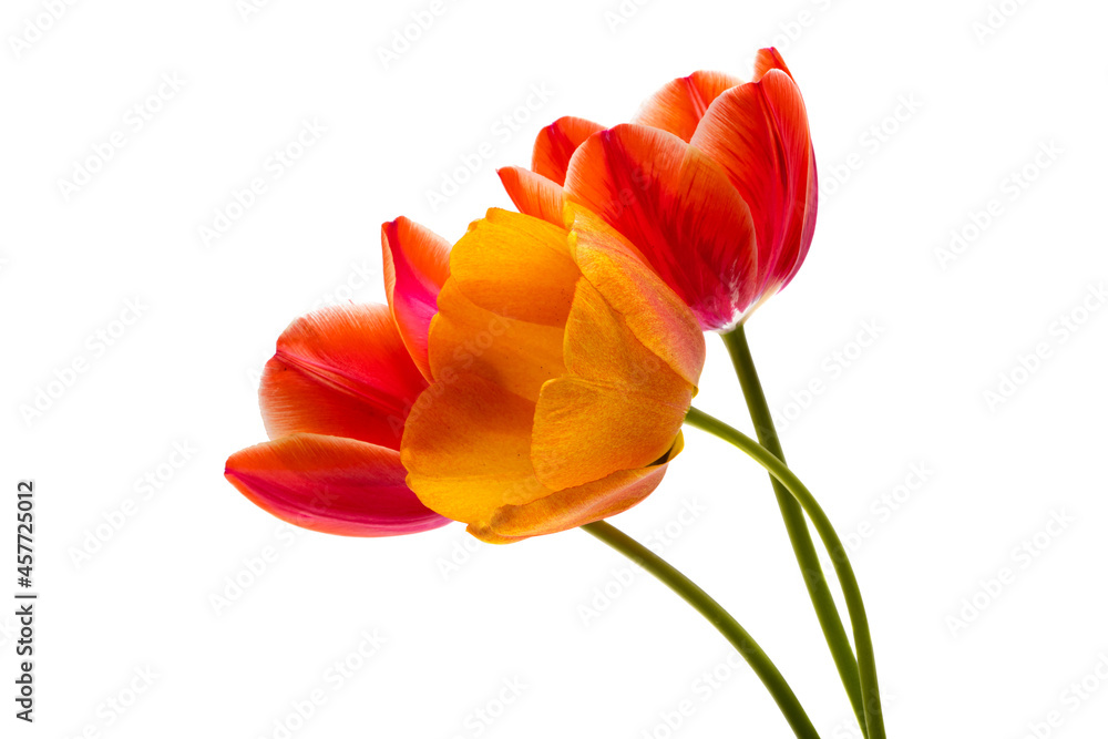 tulip flowers isolated