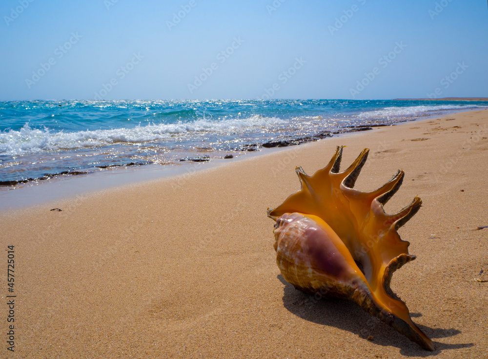 A beautiful seashore shell. Red sea. Egypt beach. Marsa Alam A beautiful seashore shell. Red sea. Egypt beach. Marsa Alam