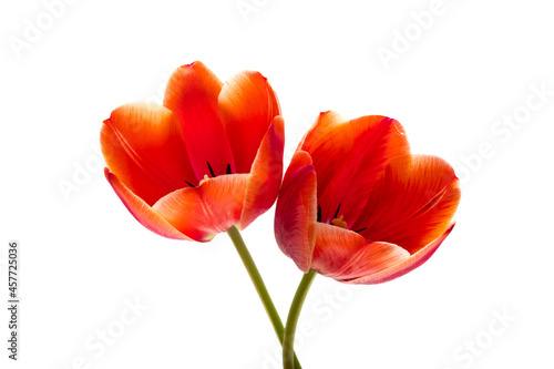 tulip flowers isolated