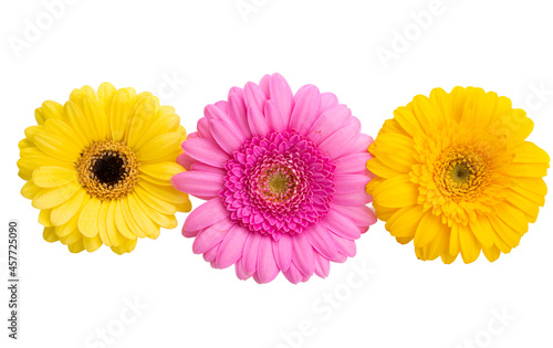 gerbera flowers isolated