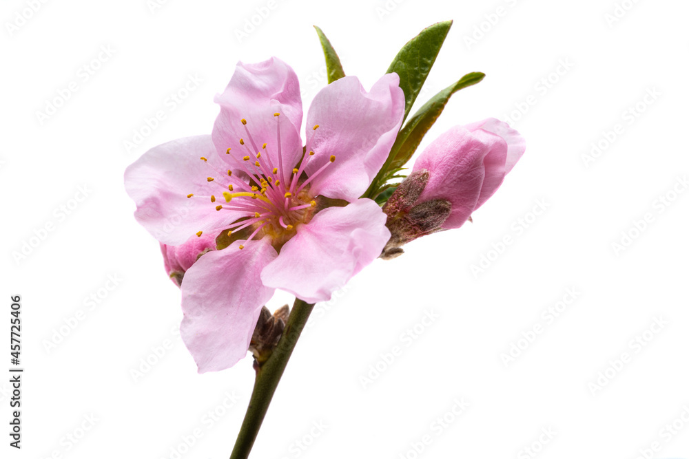 Obraz premium sakura flowers isolated