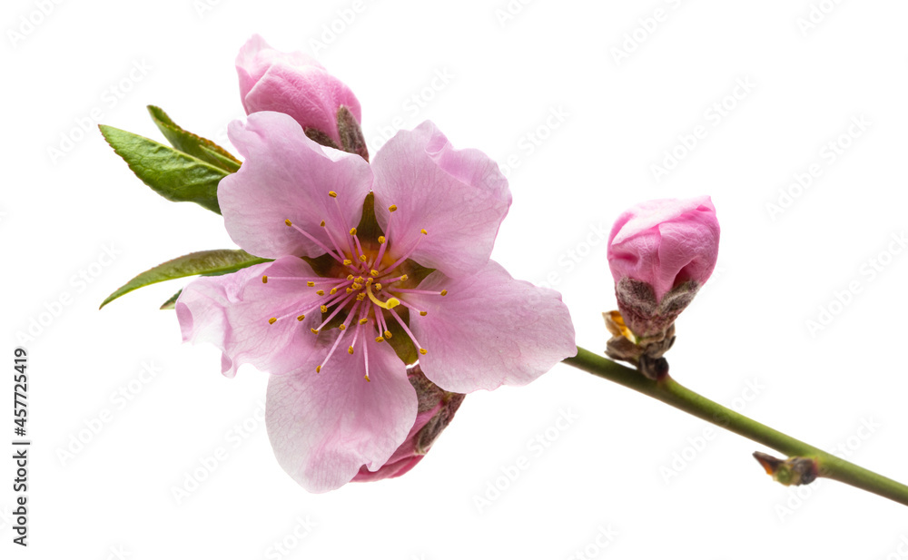 Obraz premium sakura flowers isolated