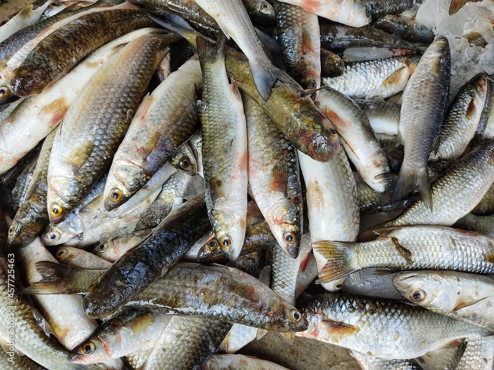 bunch of mugil cephalus grey mullet fish with ice ready for sale in indian fish market