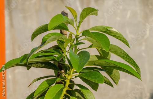 a young avocado tree was growing against the background of the wall that looked blurry.