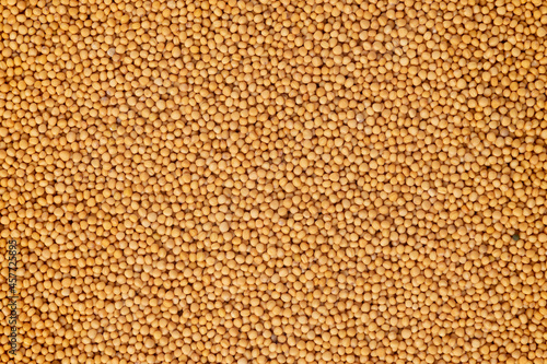 Macro mustard seed background of many small yellow round balls