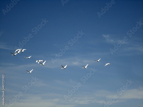 Birds swans flying blue sky background