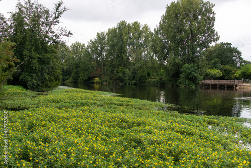 Jussie, Ludwigia grandiflora, Riviere L'Isle, Neuvic sur l'Isle, Dordogne, 17, Périgord