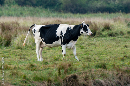 Vache  race Normande  R  serve Naturelle Nationale du Domaine de Beauguillot   baie des Veys  Basse Normandie  Sainte Marie du Mont  50  Manche