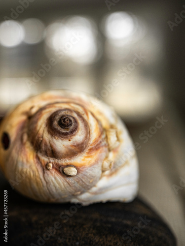 The spiral shape of a seashell on a black object with bokeh in the background