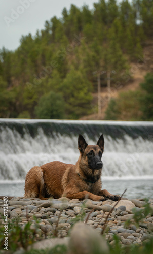 Belgian Malinois with a blured waterfall at the background. Dog breed 