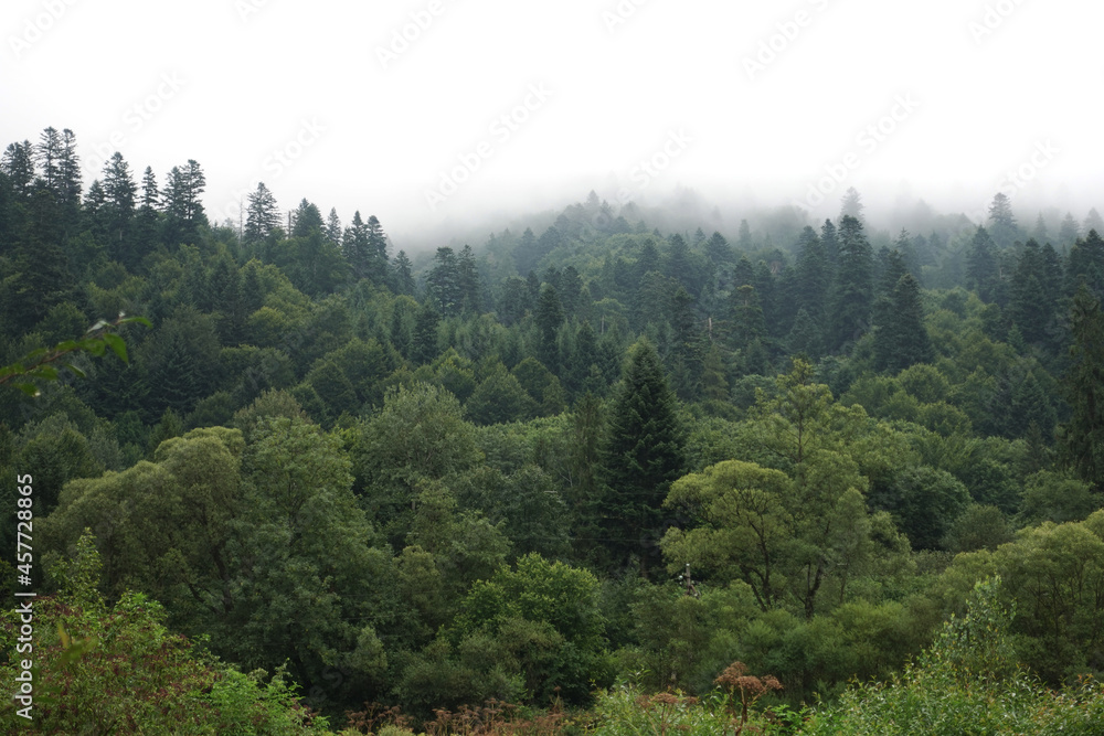 Spruce trees if fog