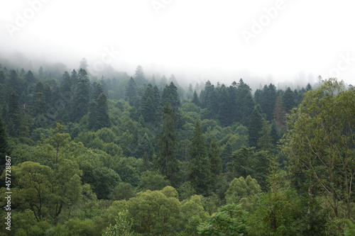 Spruce trees if fog