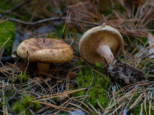 Dangerous toxic mushroom Paxillus Involutus in the forest