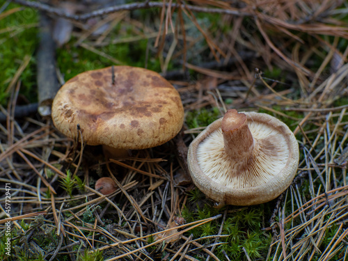 Dangerous toxic mushroom Paxillus Involutus in the forest