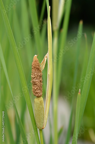 Shuttleworths Cattail photo