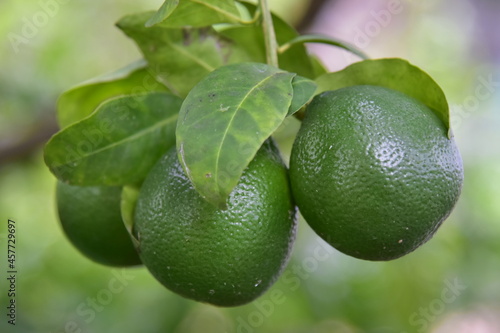 Wallpaper Mural Lime fruit hanging on branches and dark green leaves. Torontodigital.ca