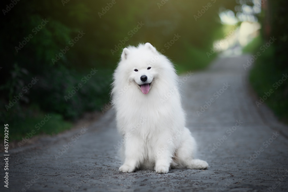 white samoyed dog on the street