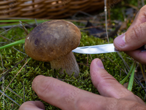 The human hand pics up a beautiful boletus edulis mushroom in the forest