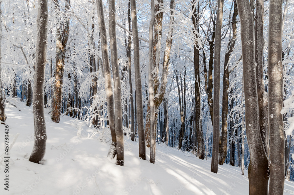 The Bieszczady forest is entered on the UNESCO list, the Bieszczady Mountains