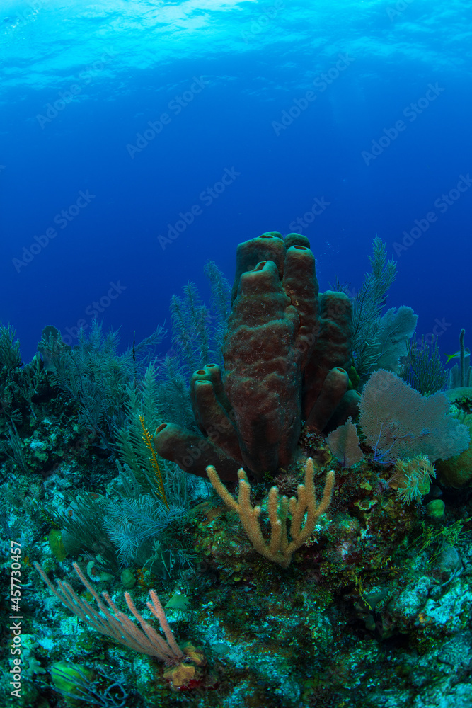 Fototapeta premium a tube sponge on the reef 