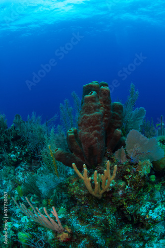  a tube sponge on the reef 