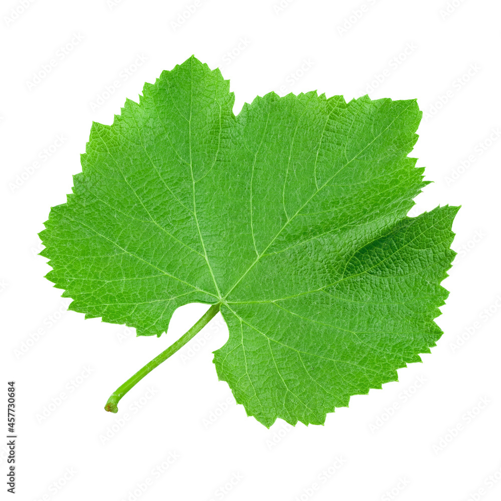 Green grape leaf on an isolated background. File contains clipping path. Green grape leaf on an isolated background. File contains clipping path.