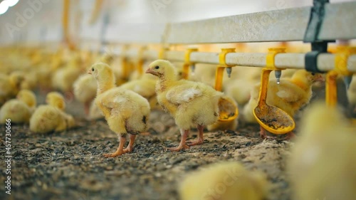 Chicks near automatic drinker in poultry farm. Farm for the production of chickens. Cute yellow chickens drinking water with medications on manufacturing. photo