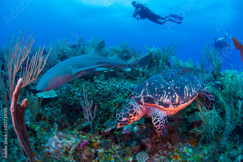 A turtle and a nurse shark swimming over the reef 