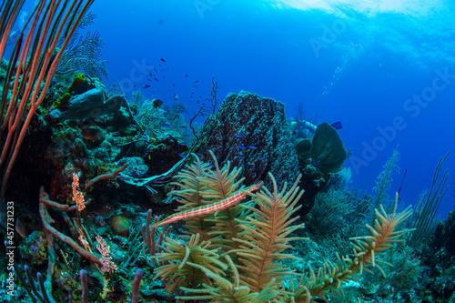 Fototapeta Naklejka Na Ścianę i Meble -  A trumpet fish swimming through soft corals 