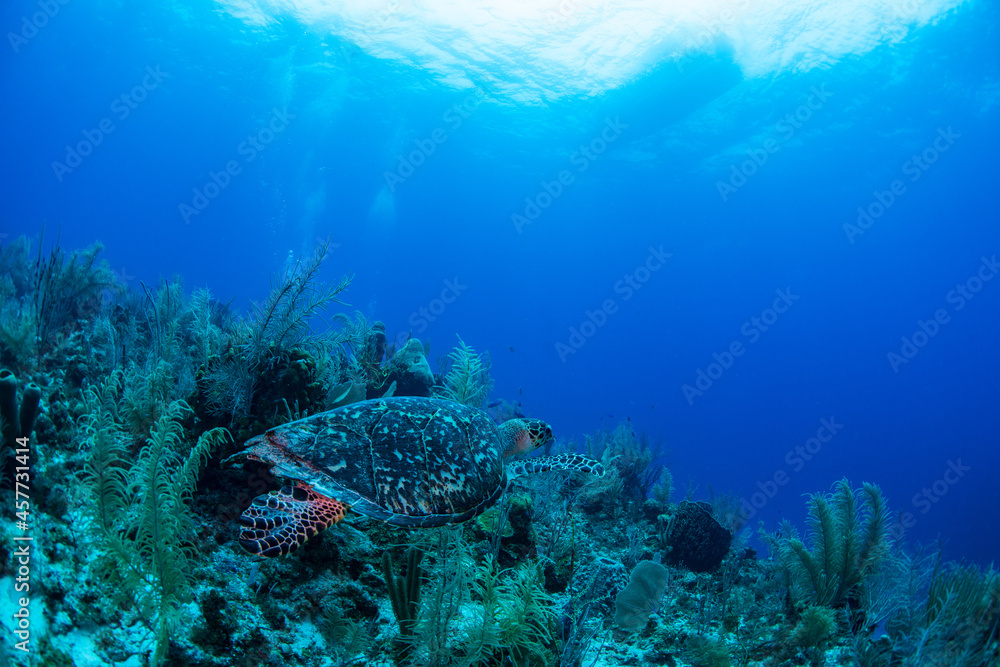 Fototapeta premium A turtle swimming over the reef 