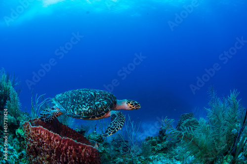 Hawksbill turtle swimming over the reef 