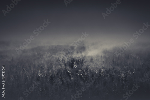 aerial photography of forest, forest and river landscape