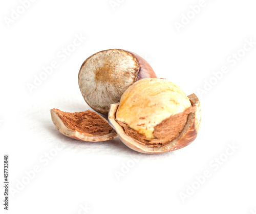 hazelnut isolated on white background closeup