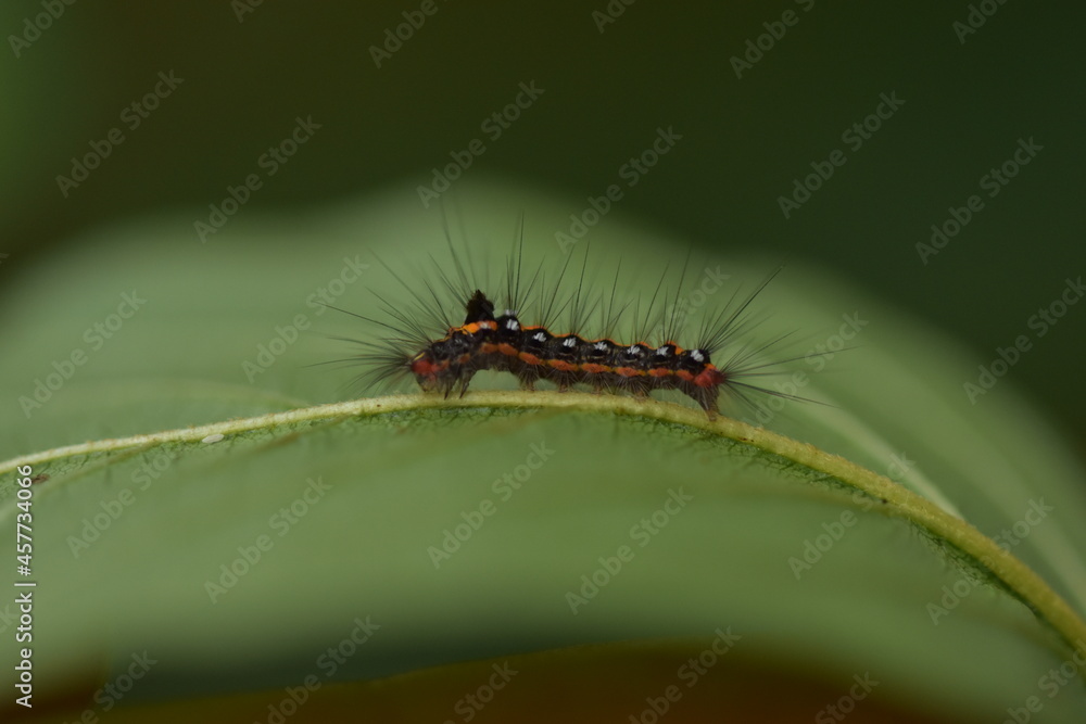 Yellow tail moth caterpillar on buckthorn leaf Yellow tail moth caterpillar on buckthorn leaf