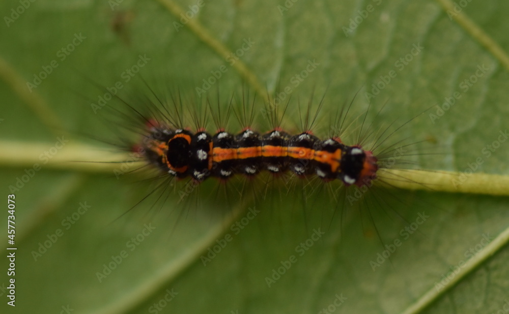 Yellow tail moth caterpillar on buckthorn leaf Yellow tail moth caterpillar on buckthorn leaf